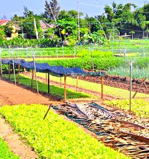 Tra Que Vegetable Village