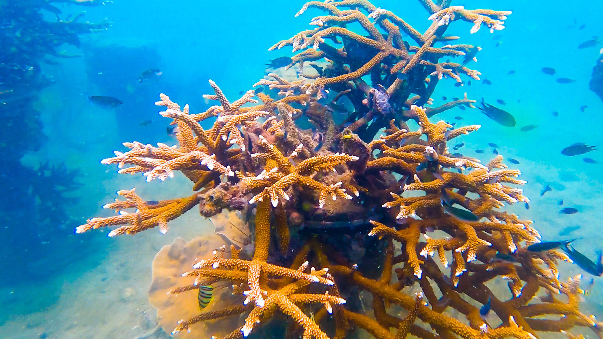 Colorful coral reef and tropical fish in protected marine reserve