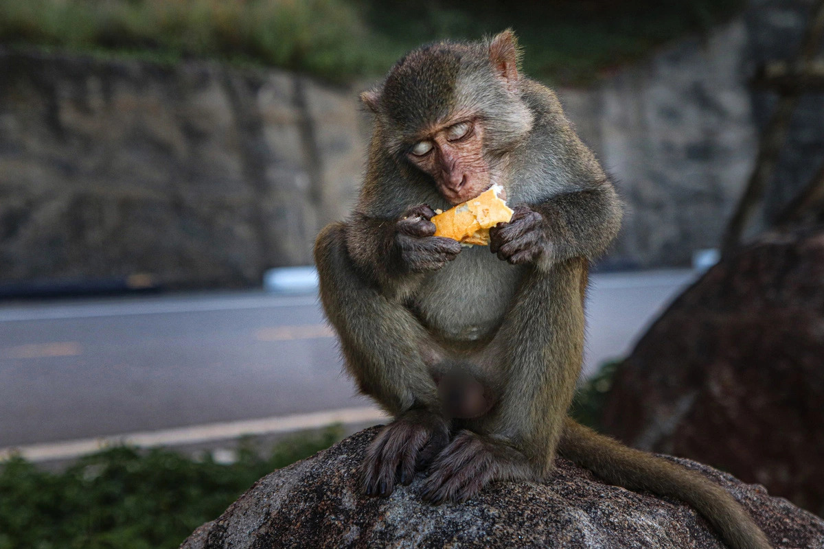 Explore Son Tra Monkey Mountain New Experience in Da Nang