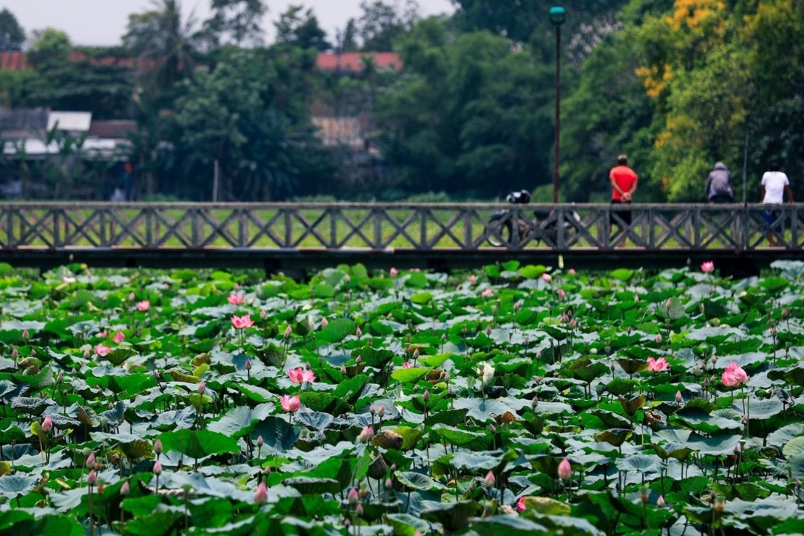 Lotus flowers blooming across Tinh Tam Lake during summer in Hue