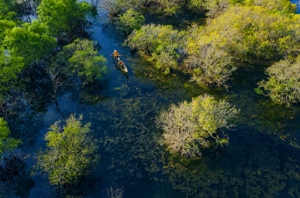 The Wild Beauty of Ru Cha Mangrove Forest