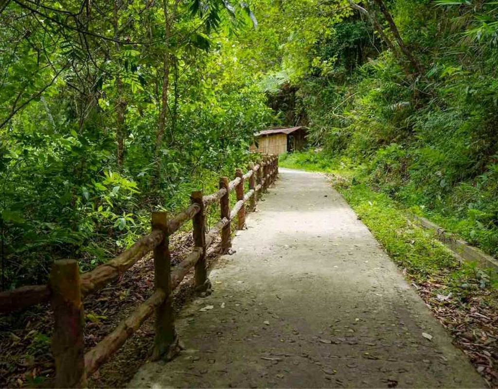 Explore the Forest Trails